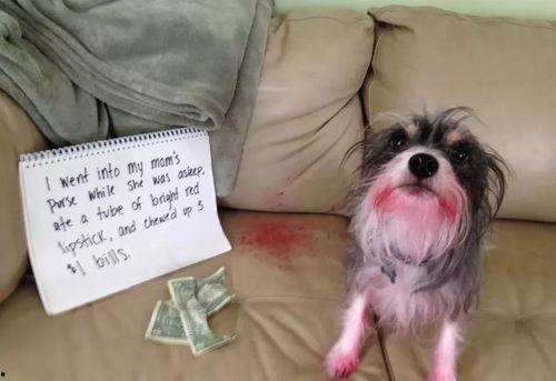 雪可爱爆料陈死狗视频,真相大白引热议  第2张